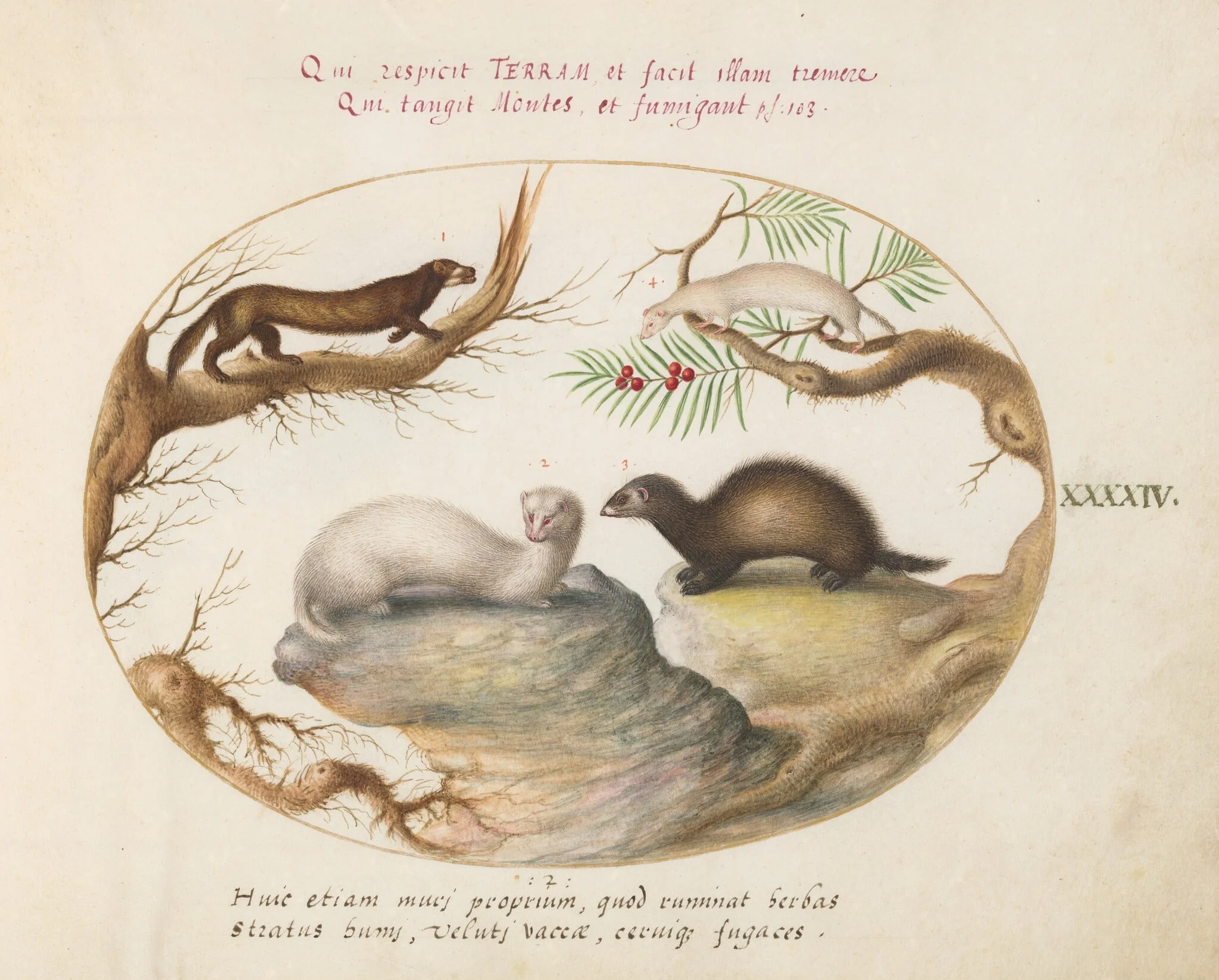 Plate 44: Polecat, Mink, and Ermine