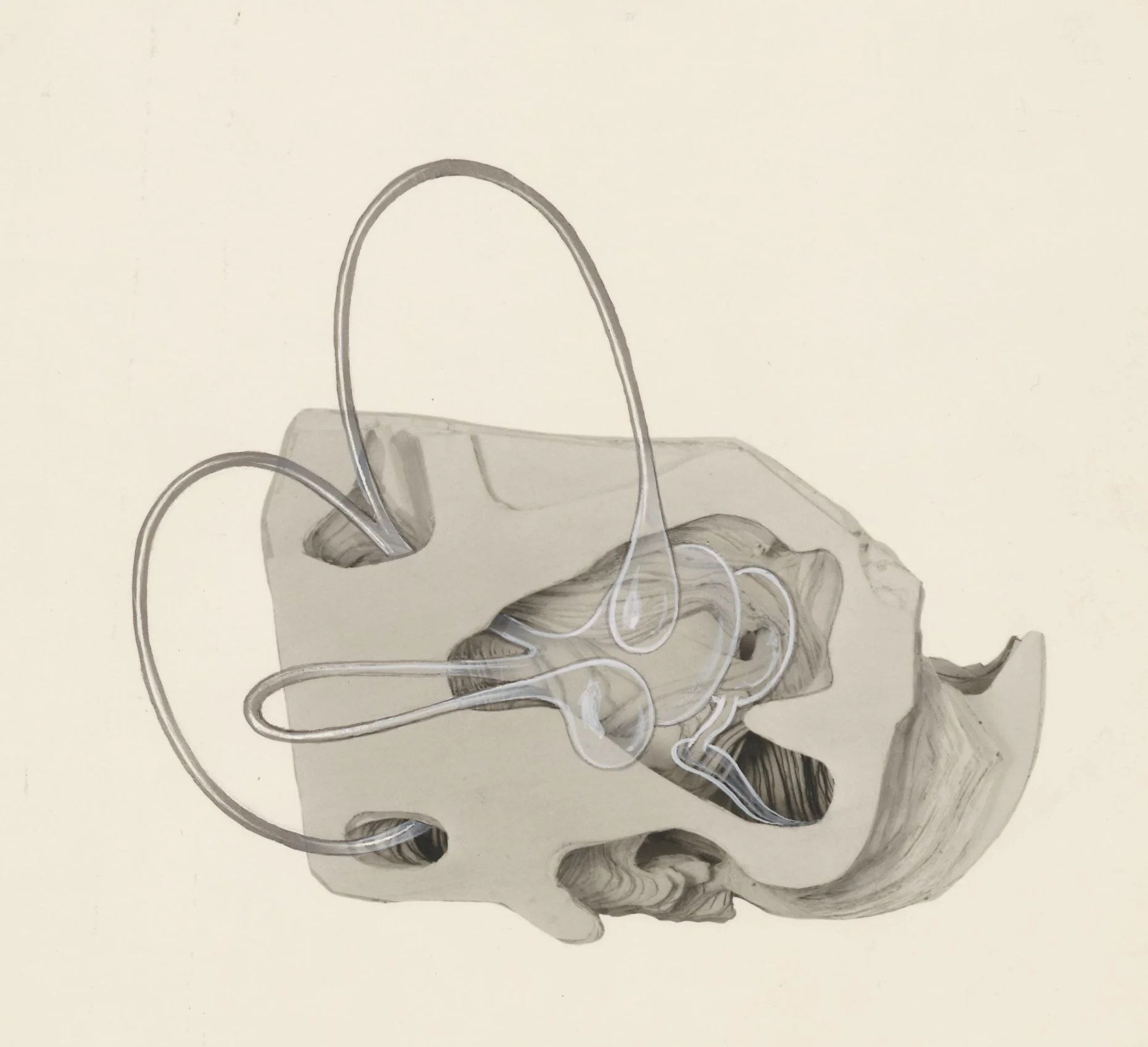 Sensory organs on an embryo, by J Tinkelenberg, unspecified, 1965