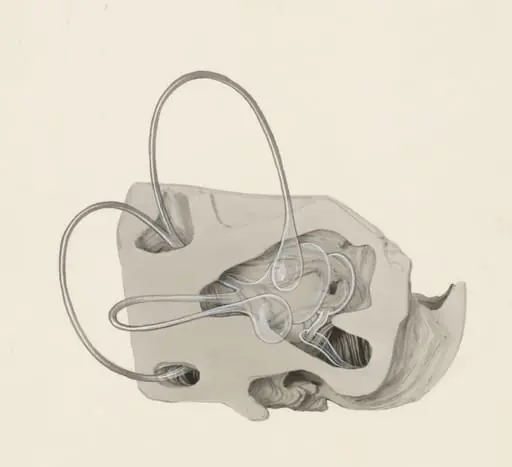 Sensory organs on an embryo