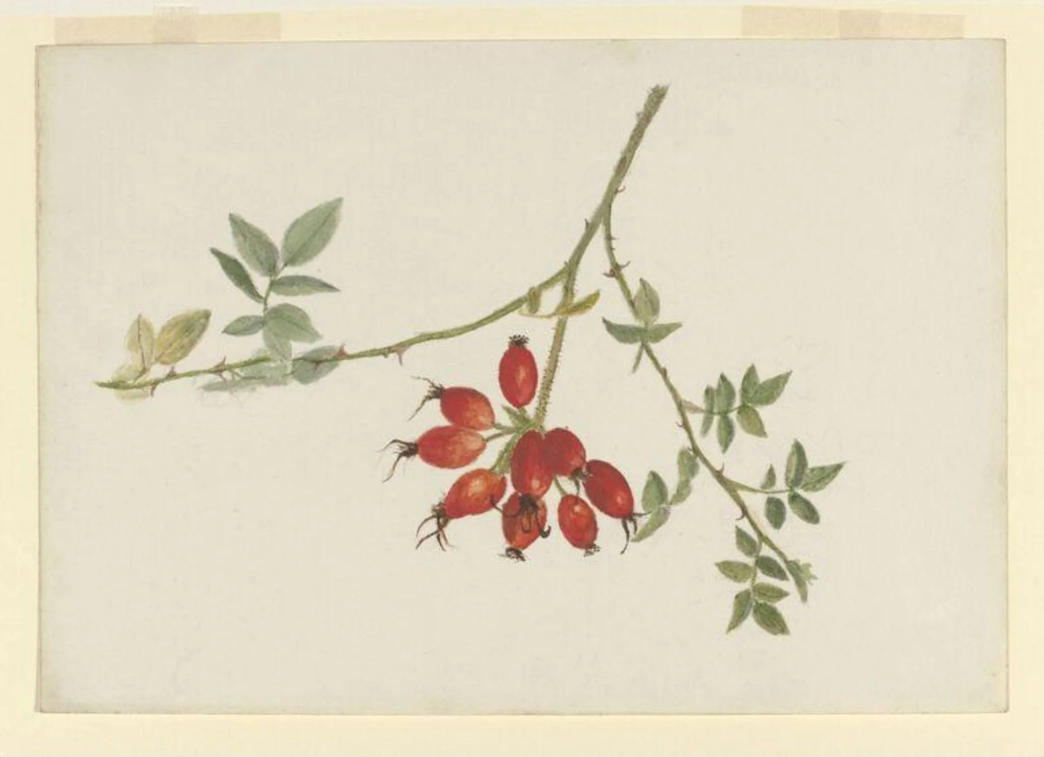 Study of a spray of rose-hips