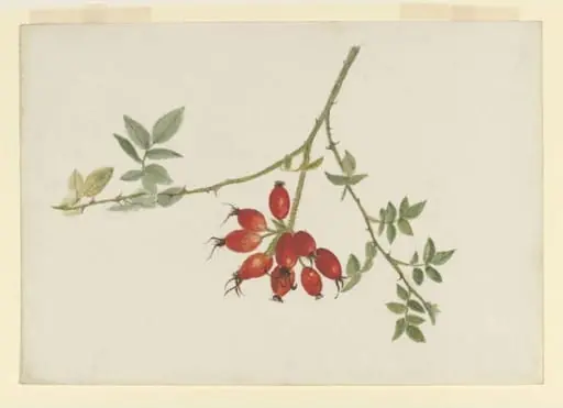Study of a spray of rose-hips