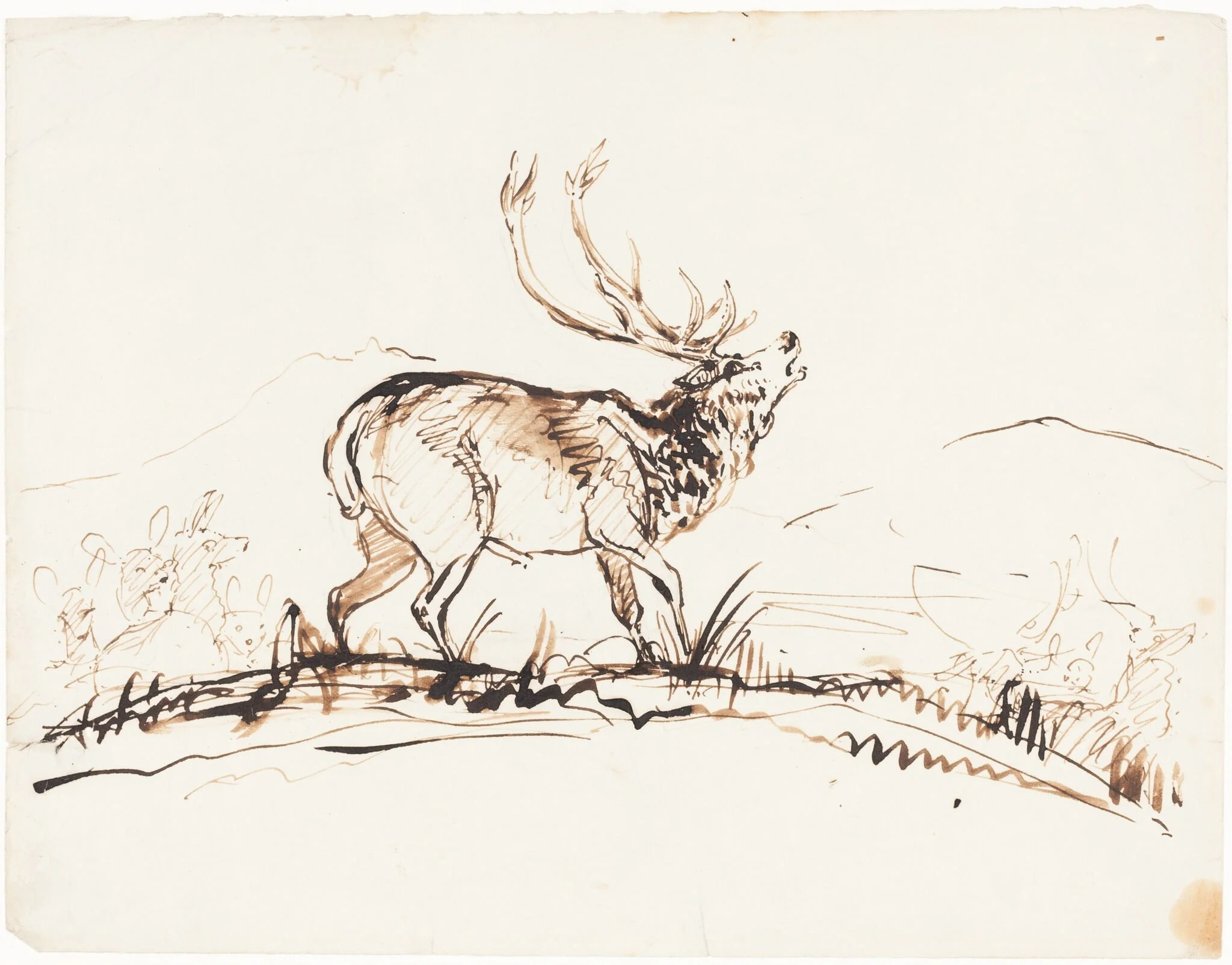 A Bellowing Stag, by Edwin, Sir Landseer, ink, 1845