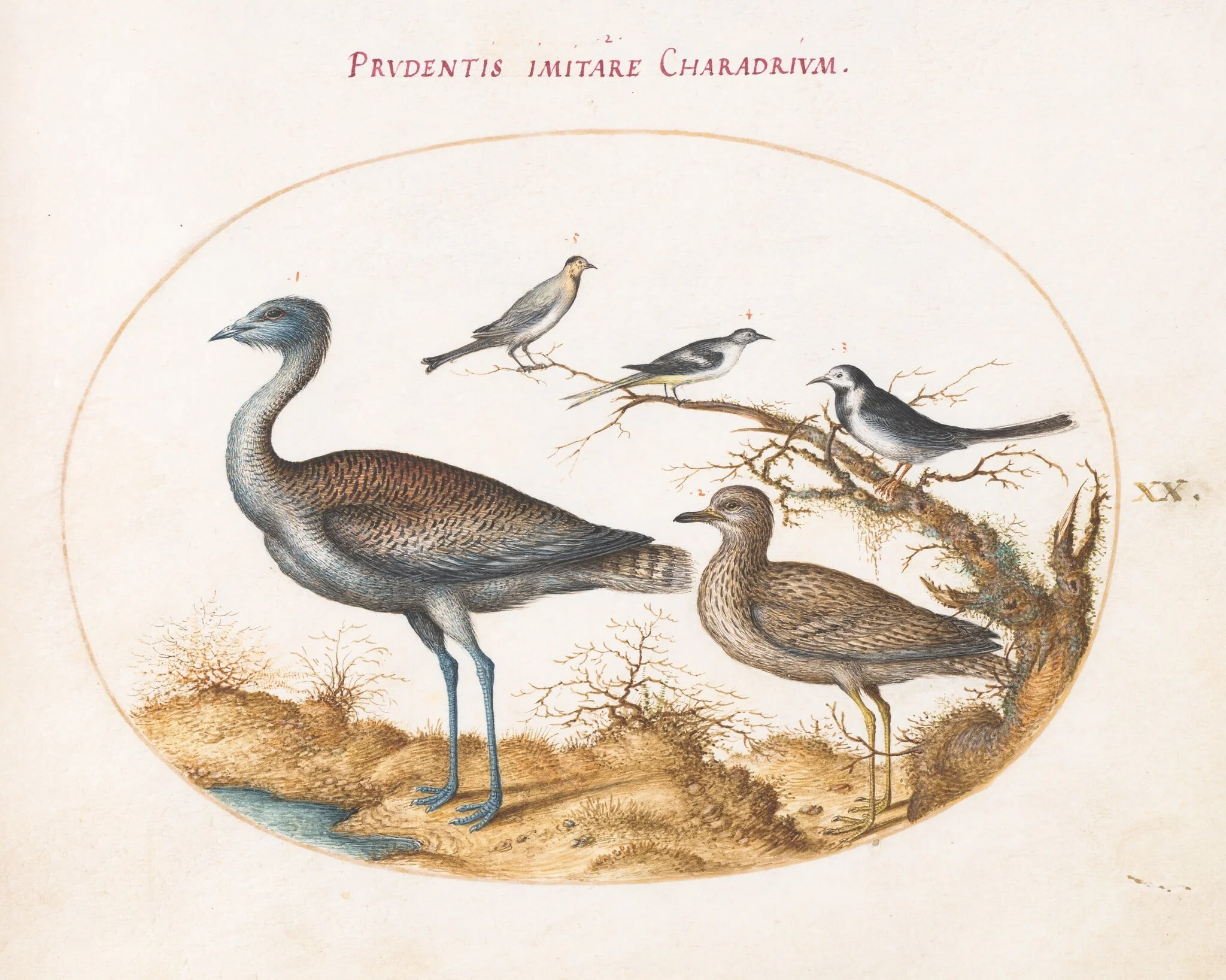 Plate 20: A Plover with Four Other Birds, by Joris Hoefnagel, gouache, 1594