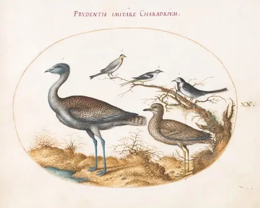 Plate 20: A Plover with Four Other Birds
