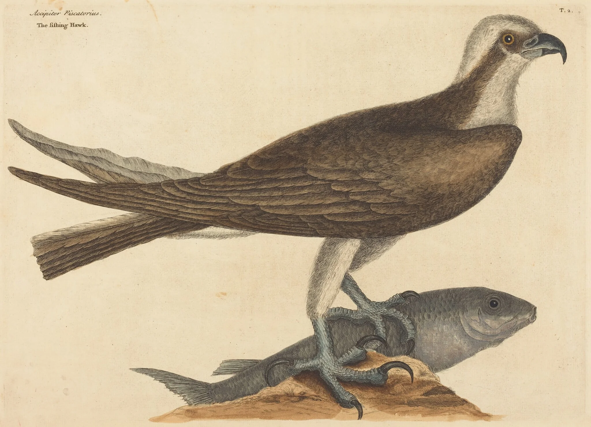 The Fishing Hawk (Falco haliaetus)
