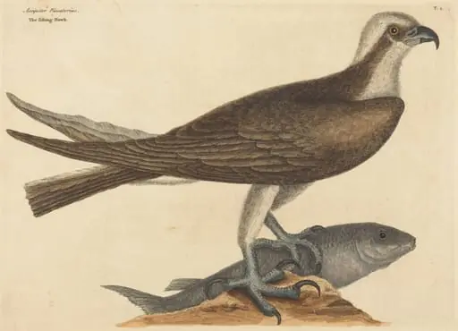 The Fishing Hawk (Falco haliaetus)