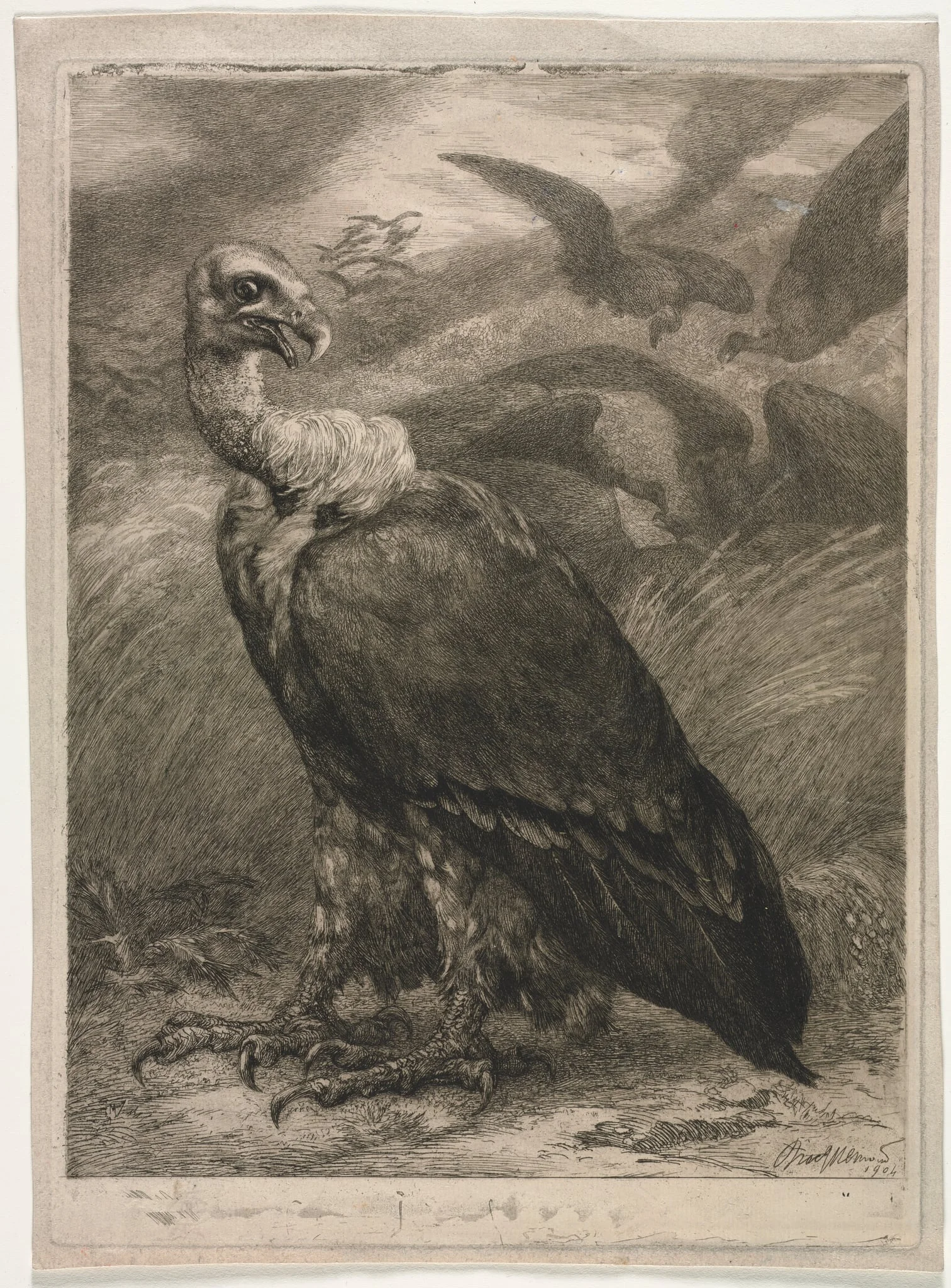 Vulture