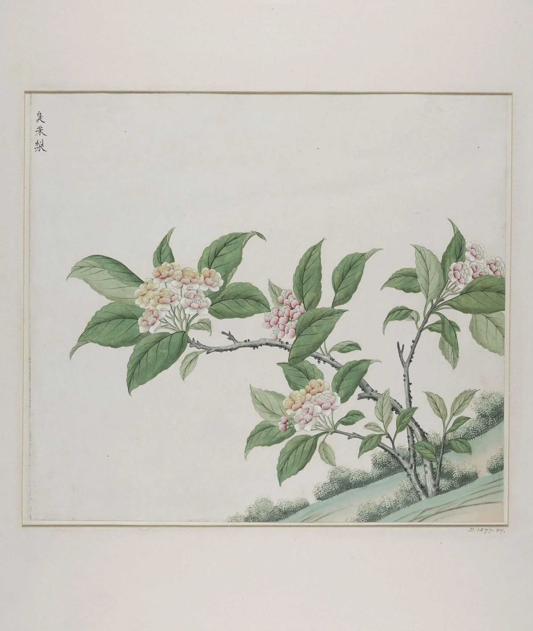 Fragrant glorybower (clerodendrum fragrans), chou mo li, by Unknown, paint, 1780