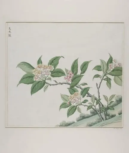 Fragrant glorybower (clerodendrum fragrans), chou mo li