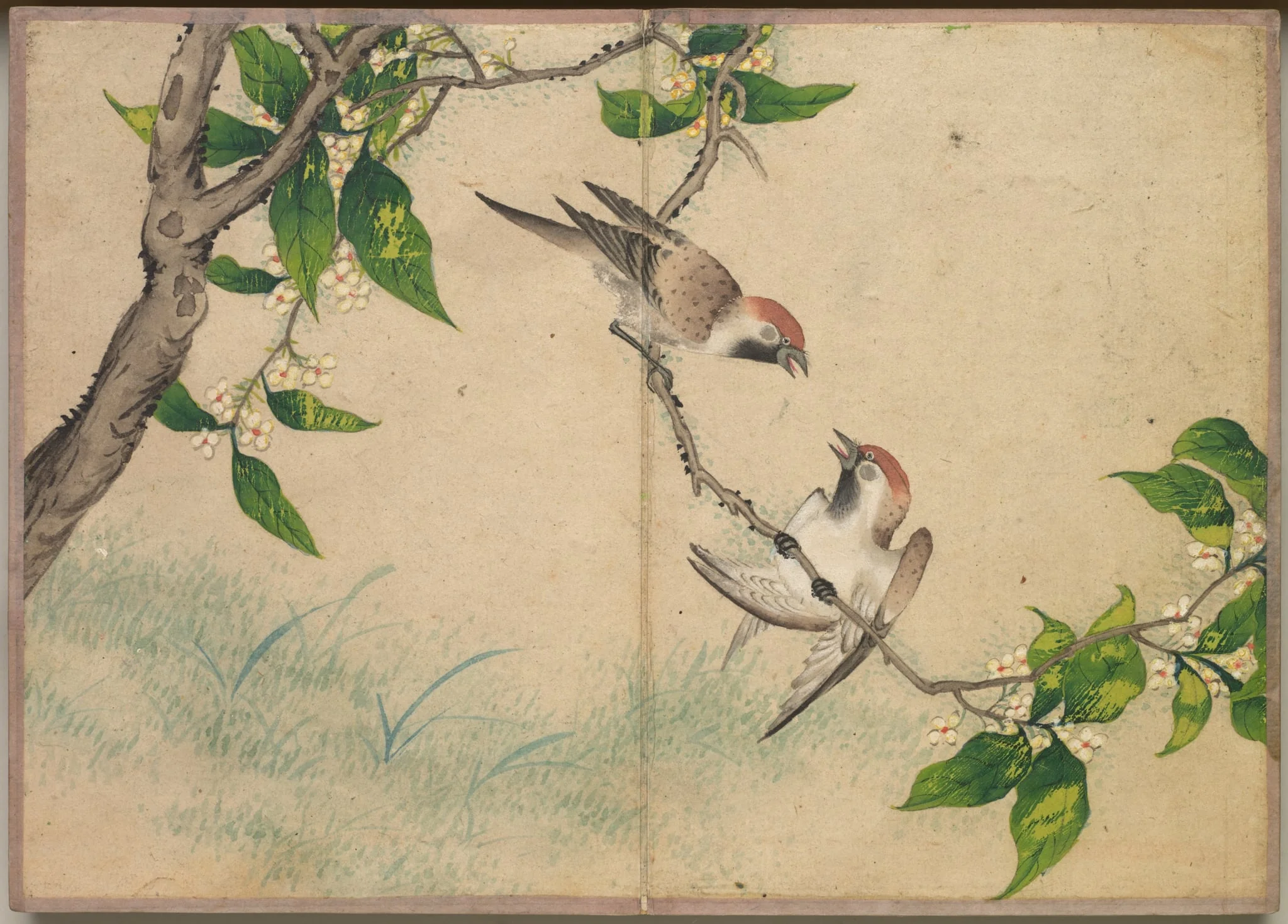 Desk Album: Flower and Bird Paintings (Gossiping Sparrows), by Zhang Ruoai, unspecified, 1704