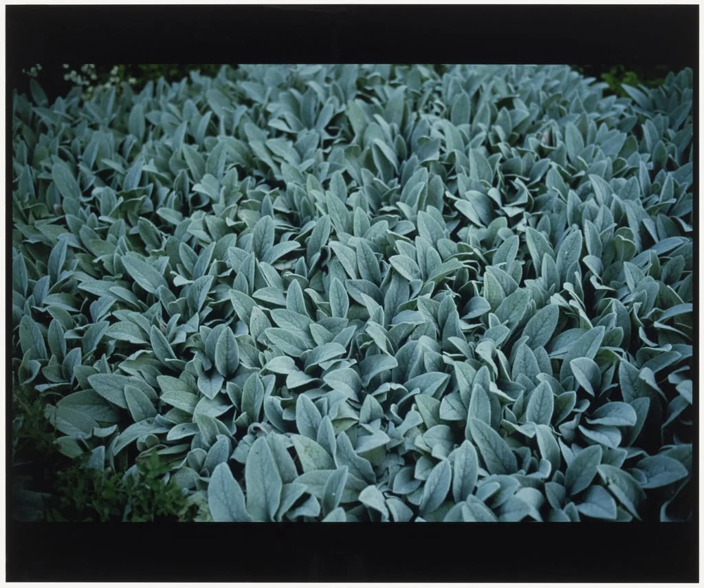 Untitled, by Nan Goldin, 1999