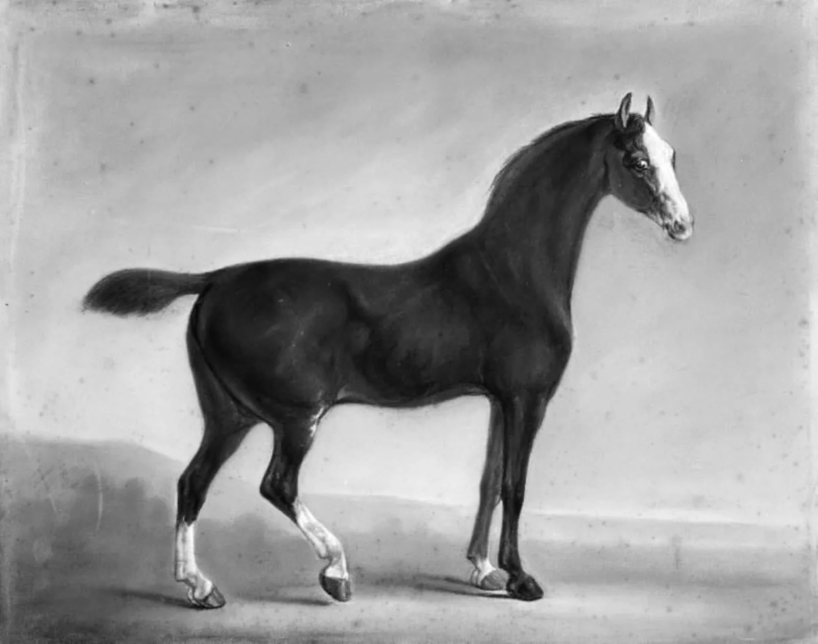 Standing Brown Horse, by Unknown, 1795