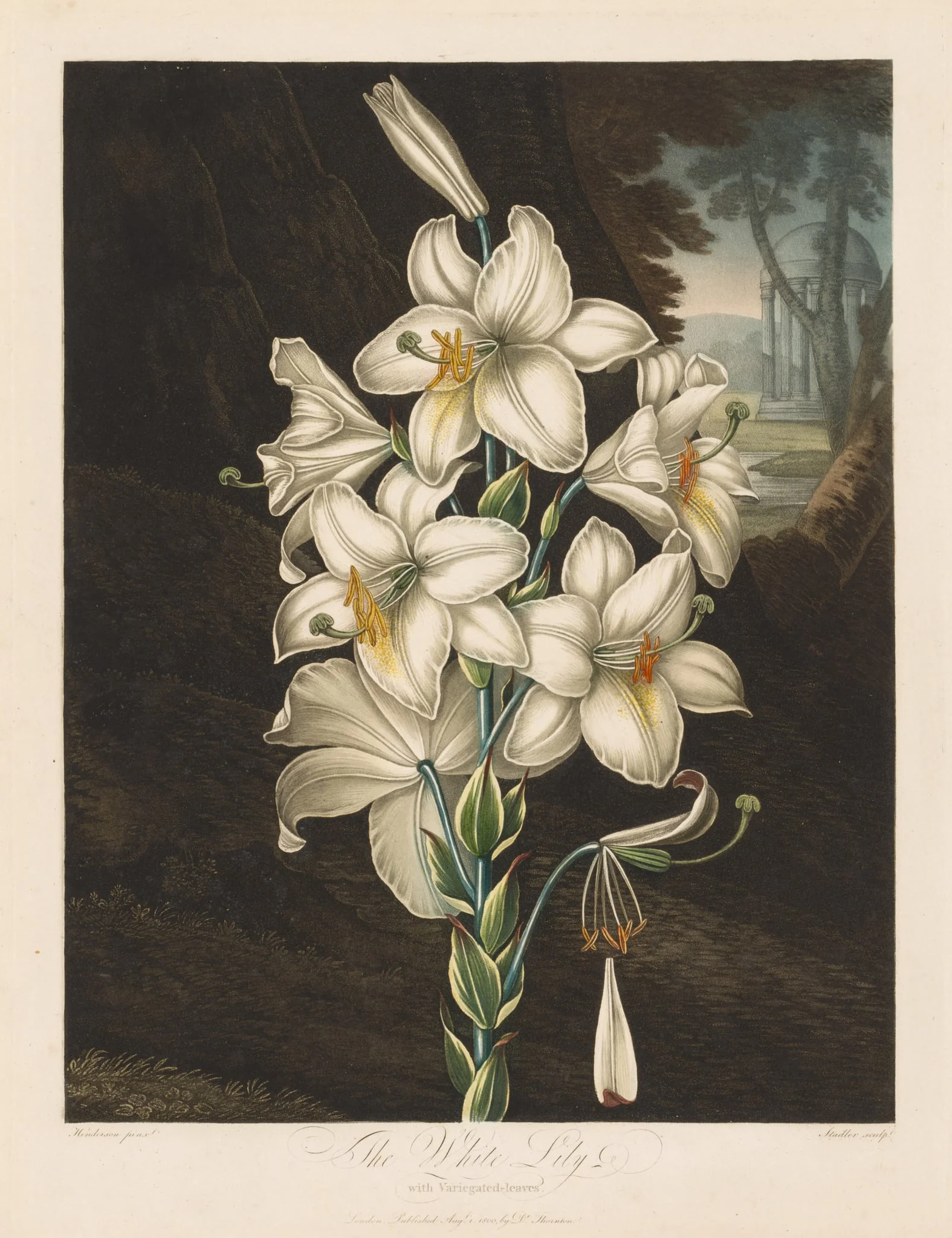 The Temple of Flora, or Garden of Nature:  The White Lily with Variegated Leaves, by Robert John Thornton, 1800