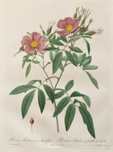 Les Roses:  Rosa Hudsoniana Salicifolia