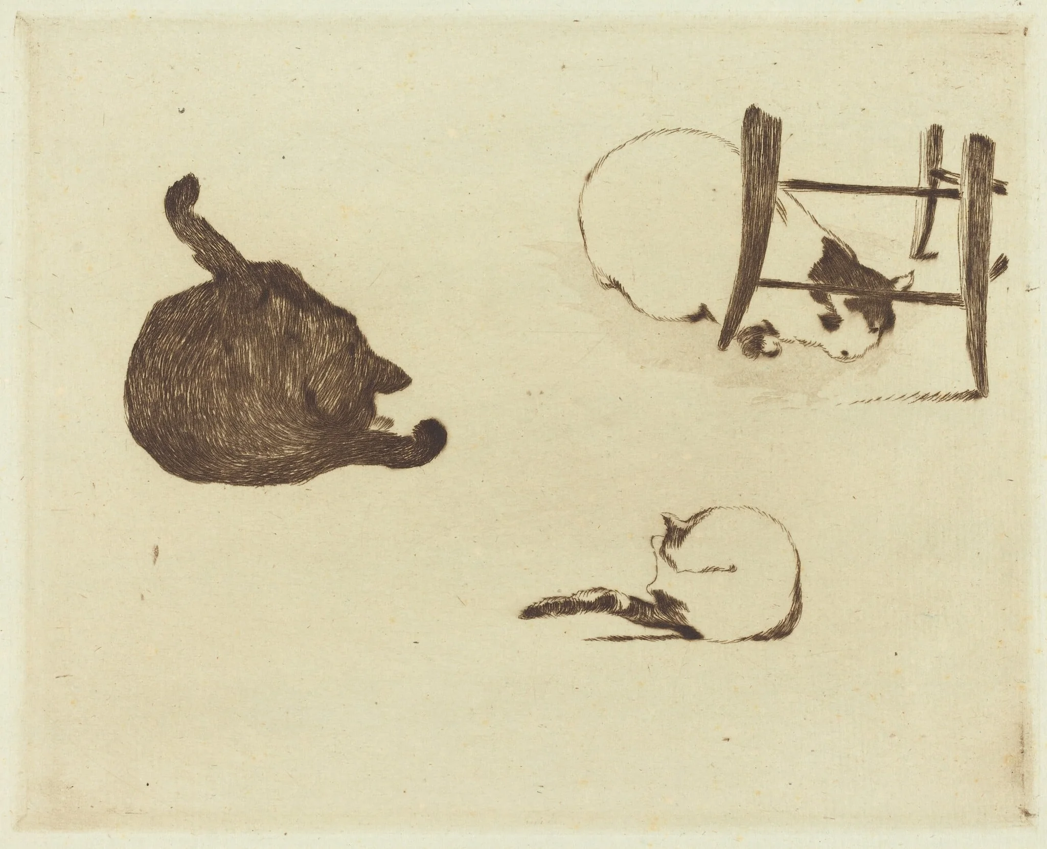 The Cats (Les chats)