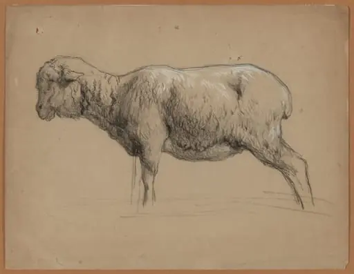 A Sheep