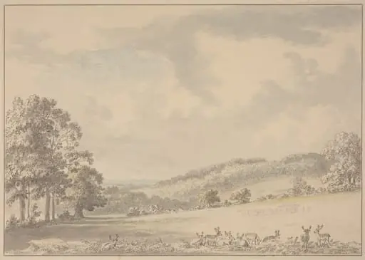 Deer Resting in Albury Park