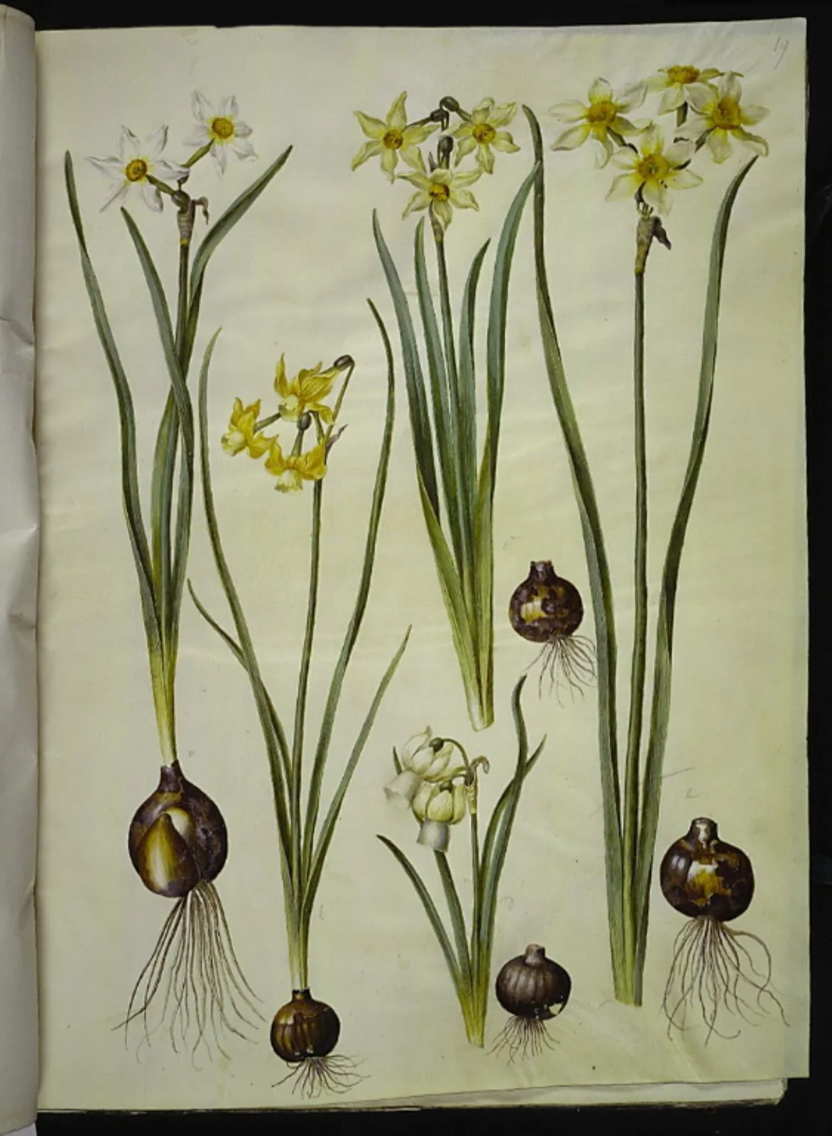 Narcissus poeticus (pinselilje); Narcissus triandrus (orkide-narcis); Narcissus ×medioluteus (toblomstret narcis), by Unknown, unspecified, 1654