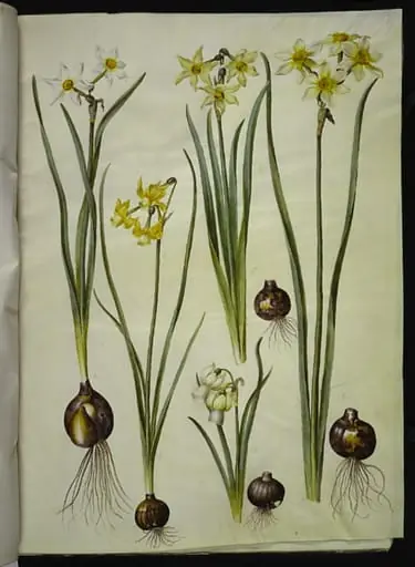 Narcissus poeticus (pinselilje); Narcissus triandrus (orkide-narcis); Narcissus ×medioluteus (toblomstret narcis)