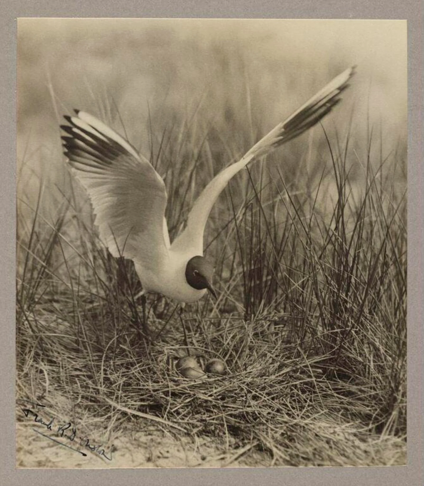 Black-headed Gull, by Zoological Photographic Club, photographic