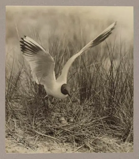 Black-headed Gull