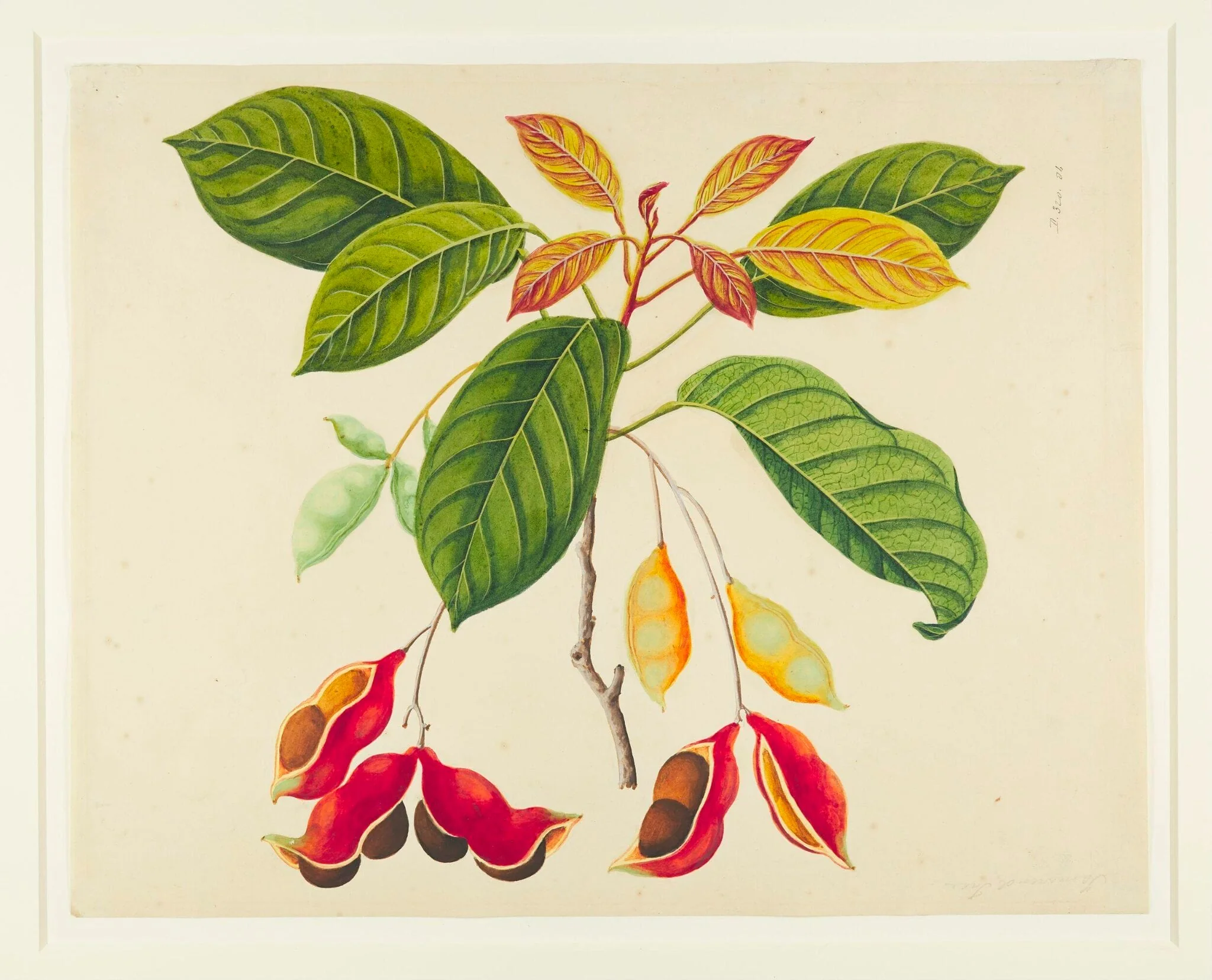 Common Sterculia, by Unknown, paint, 1831