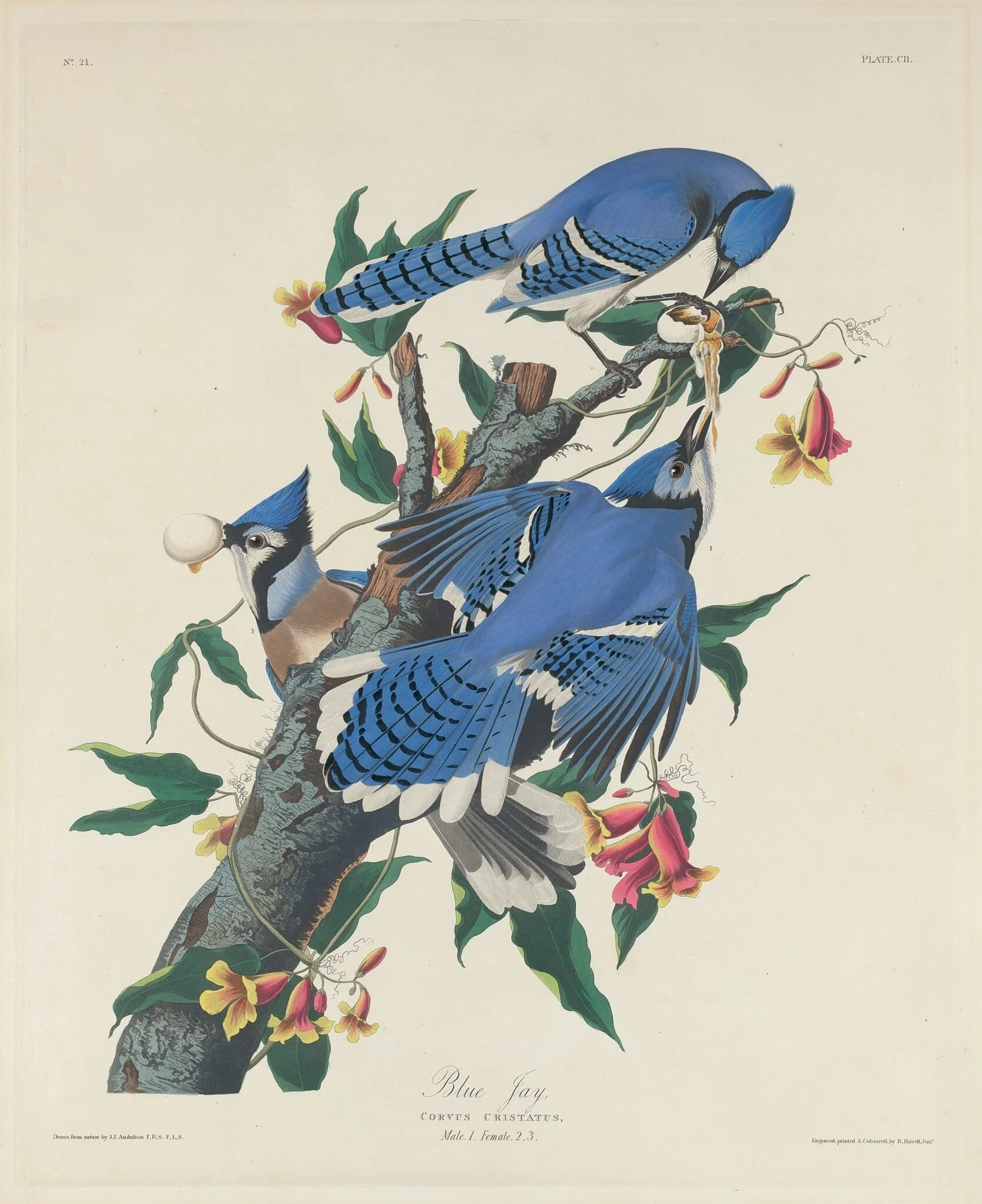 Blue Jay, by Robert Havell Jr., ink, 1831
