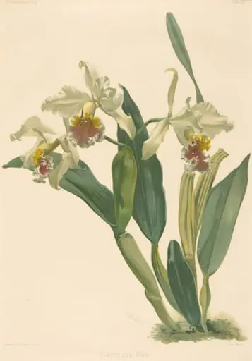 Cattleya Rex
