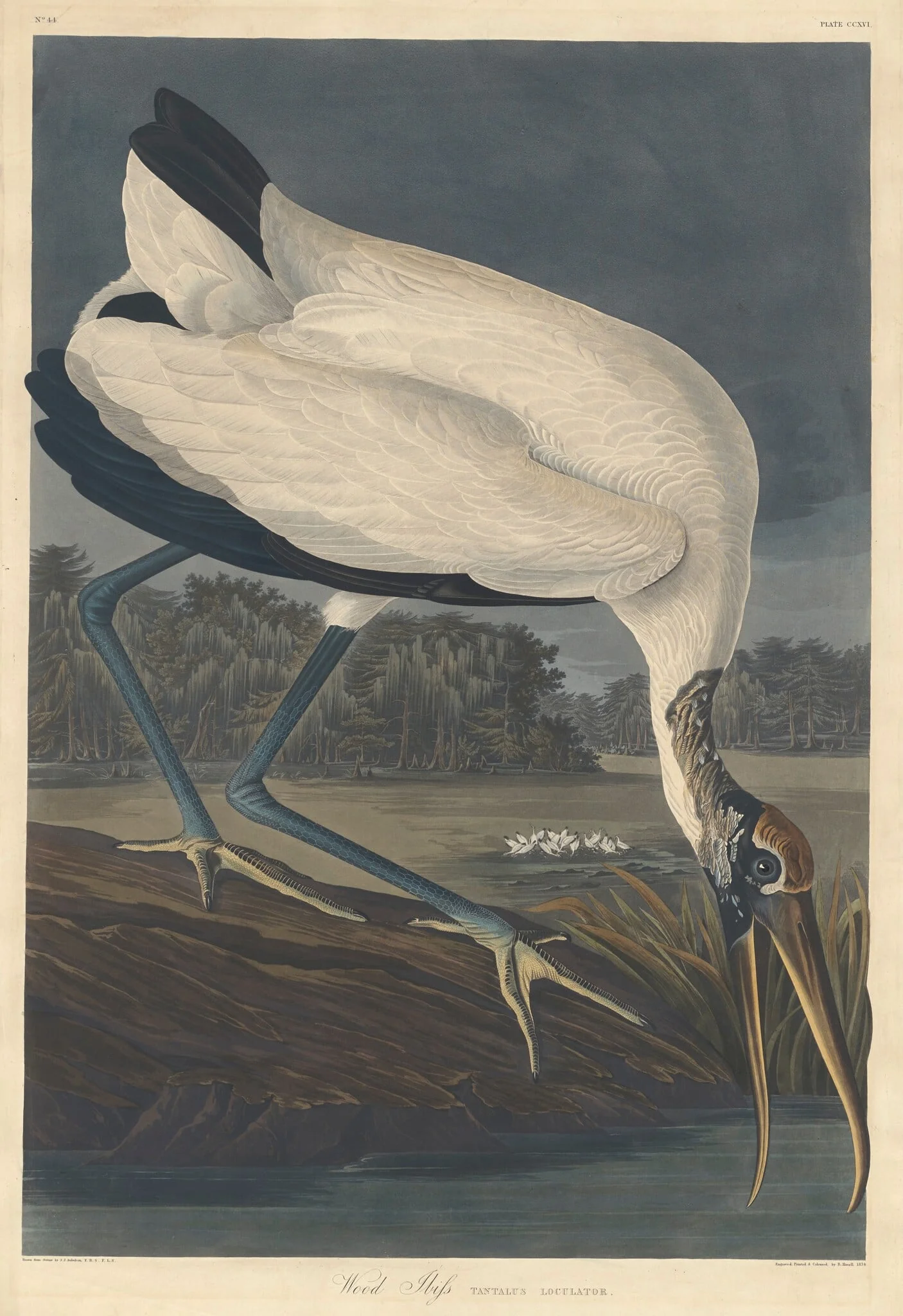 Wood Ibis, by Robert Havell Jr., ink, 1834