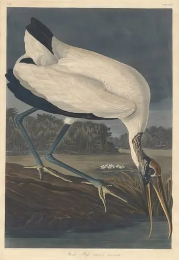 Wood Ibis