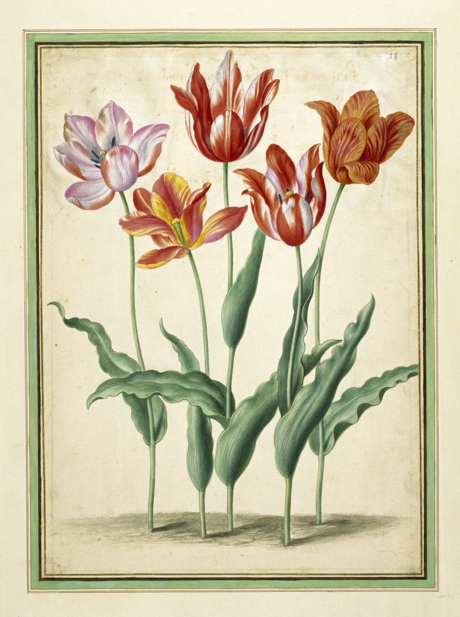 Tulips