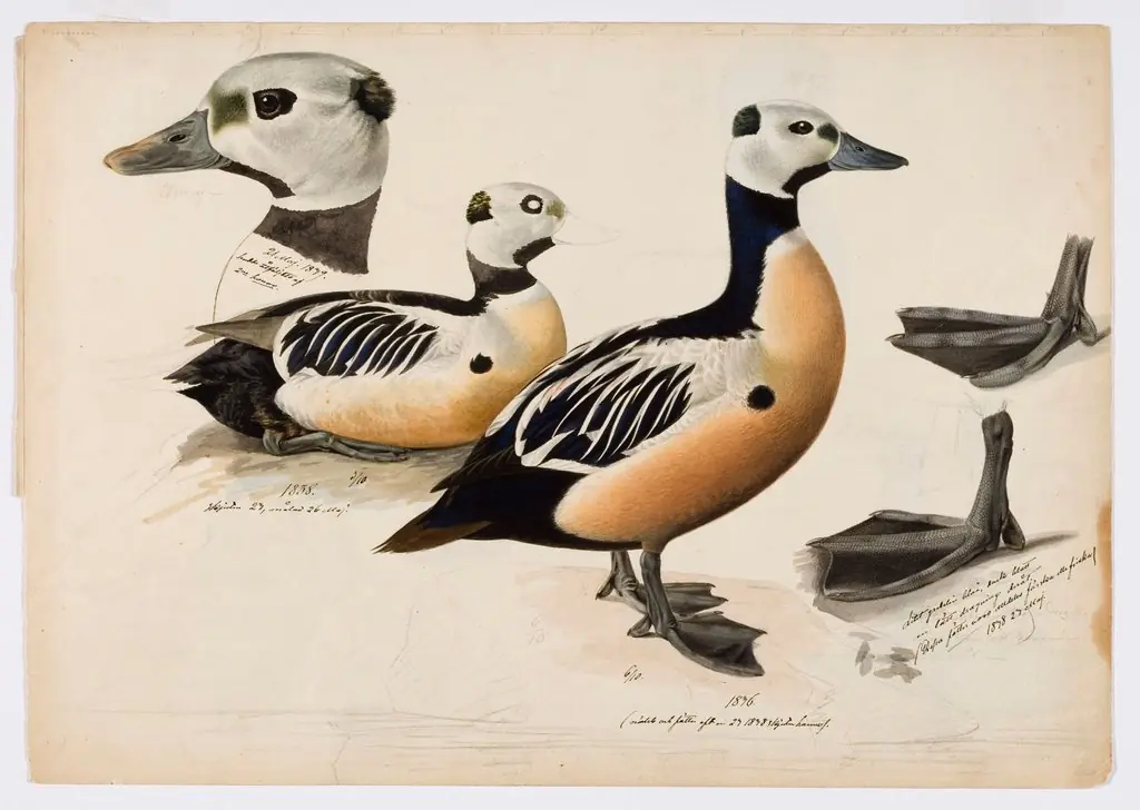 Steller's Eider, Male