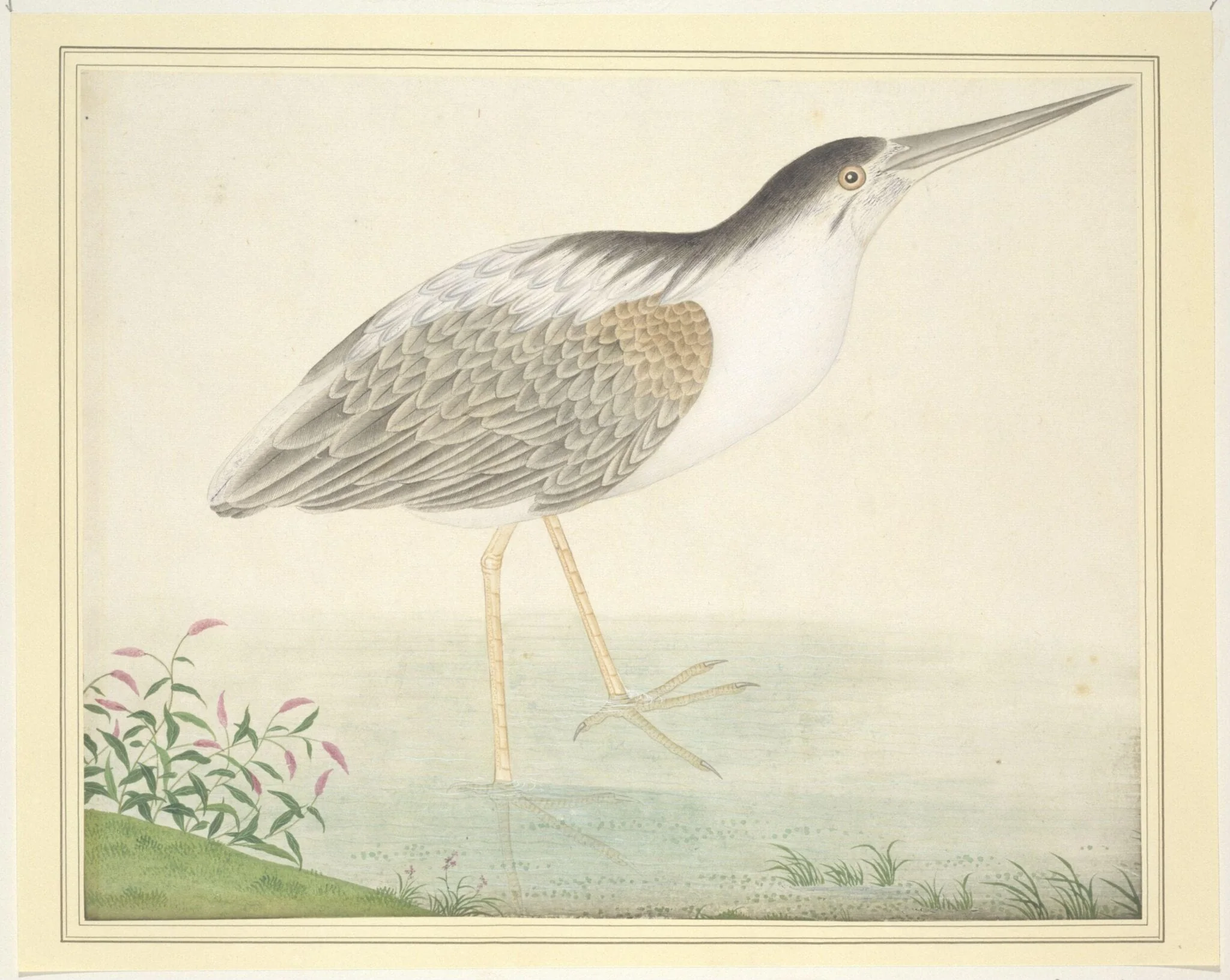 Yellow Bittern