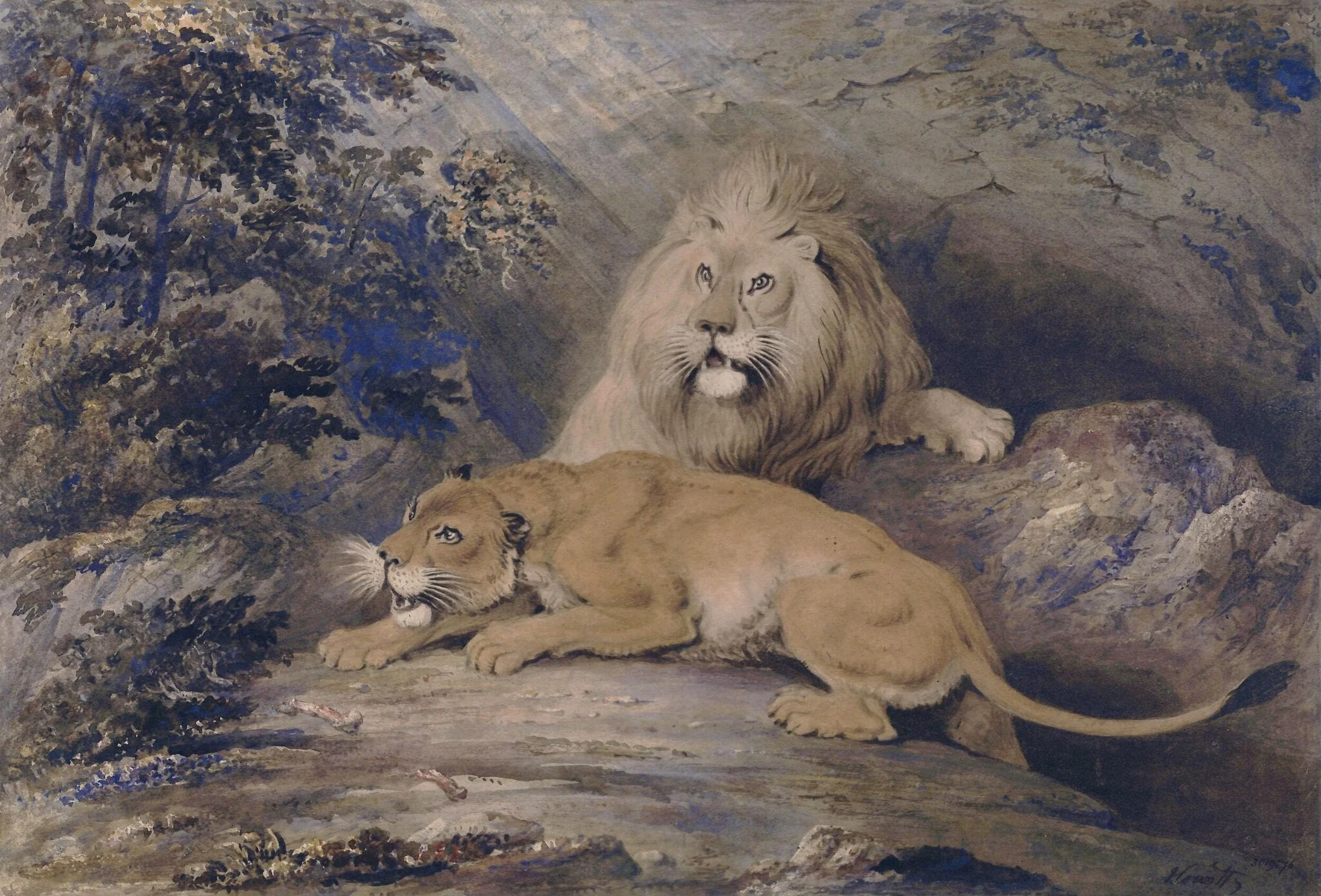 Lion and lioness