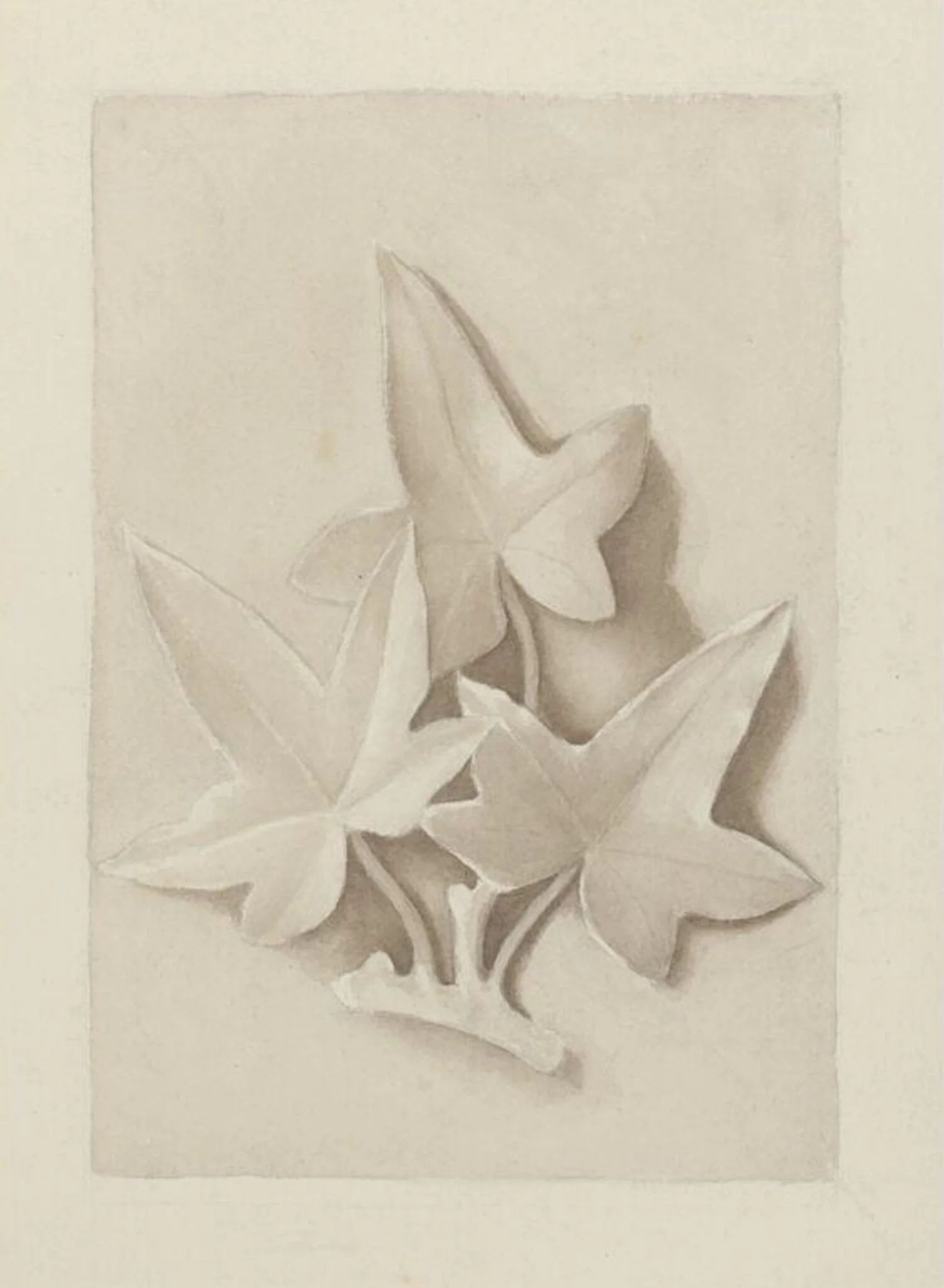 Drawing of a plaster cast featuring three ivy leaves