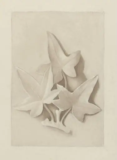 Drawing of a plaster cast featuring three ivy leaves