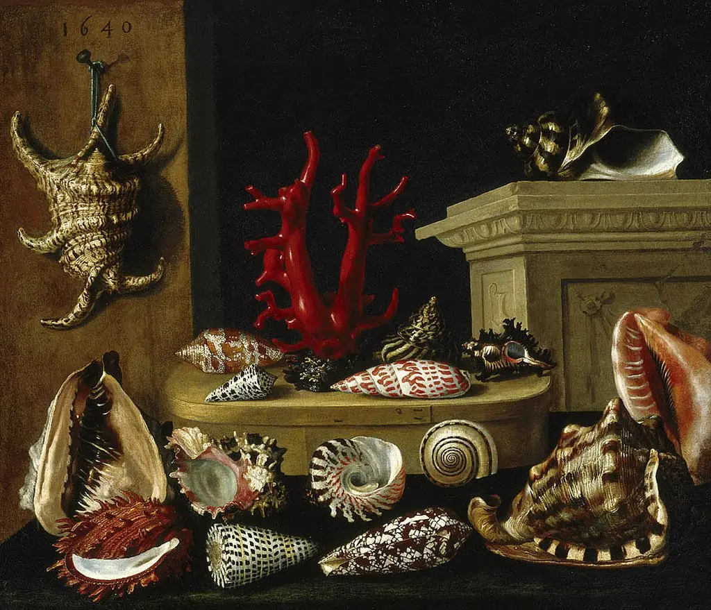 Still life with shells