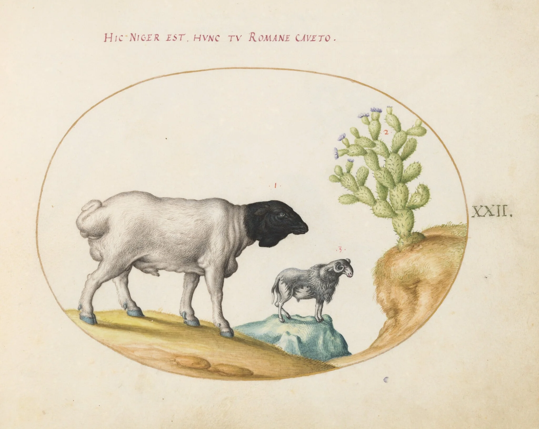 Plate 22: Blackhead Persian Sheep and a Sheep with a Long Tail, with a Cactus, by Joris Hoefnagel, gouache, 1594