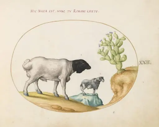 Plate 22: Blackhead Persian Sheep and a Sheep with a Long Tail, with a Cactus