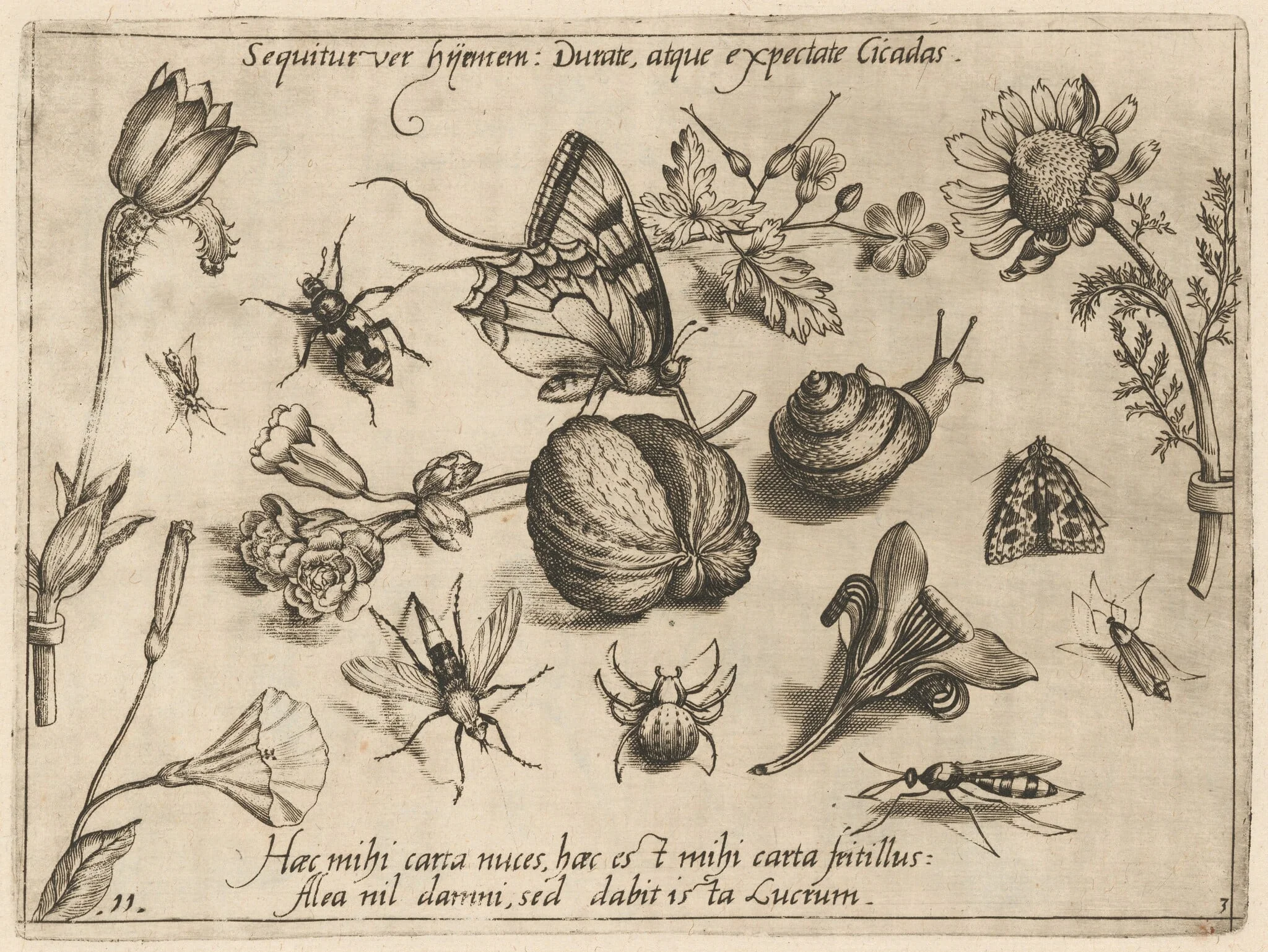 Archetypa studiaque patris Georgii Hoefnagelii [Part 3, Plate 11], by Jacob Hoefnagel, ink, 1592