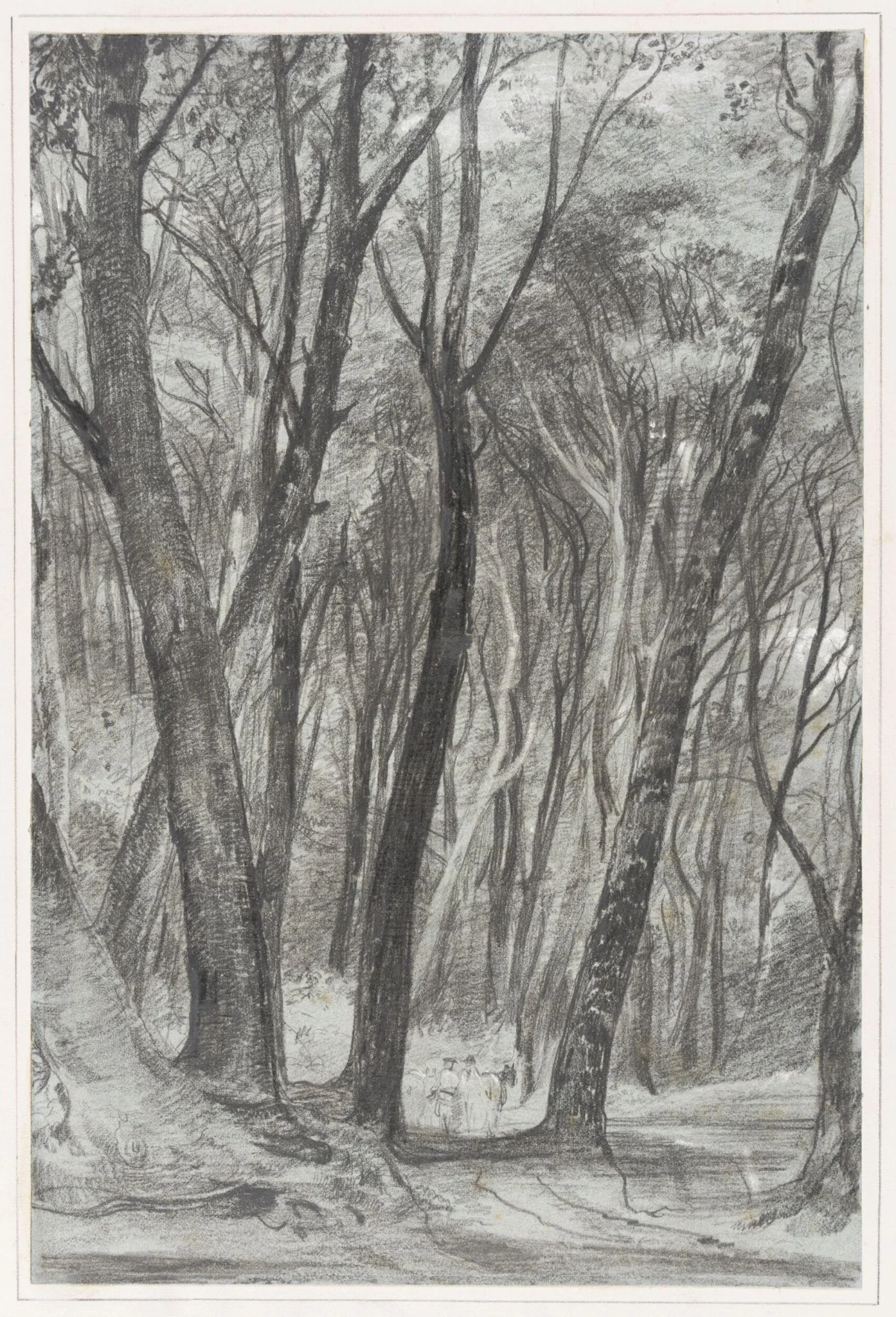 Study of trees, Wotton Woods, Abinger
