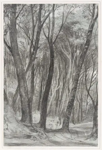 Study of trees, Wotton Woods, Abinger