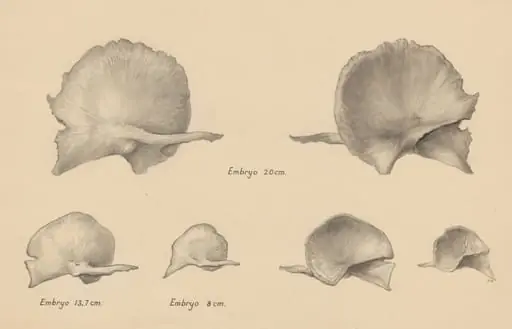 Musculoskeletal system of the throat/neck of an embryo