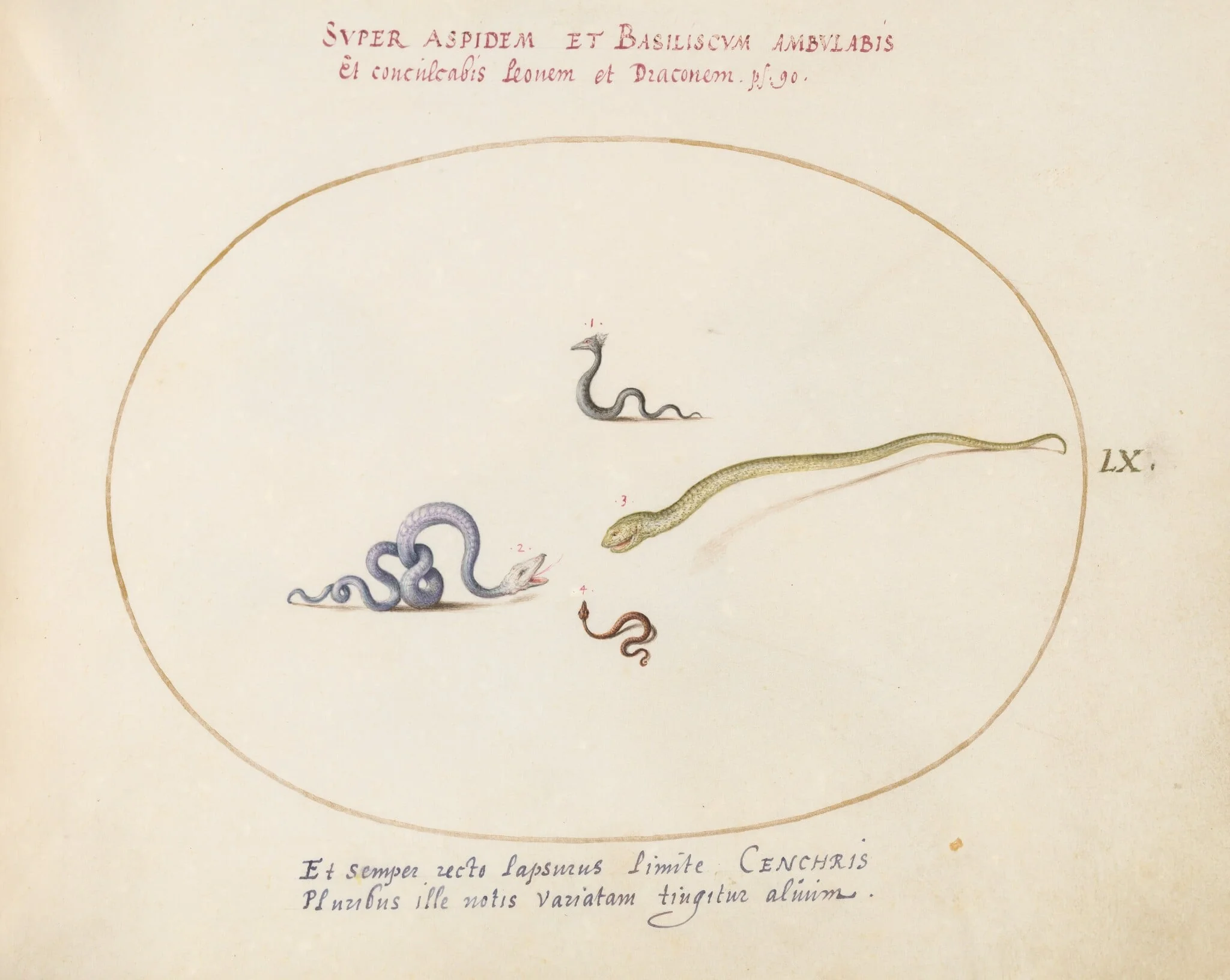 Plate 60: Four Small Snakes, by Joris Hoefnagel, gouache, 1594