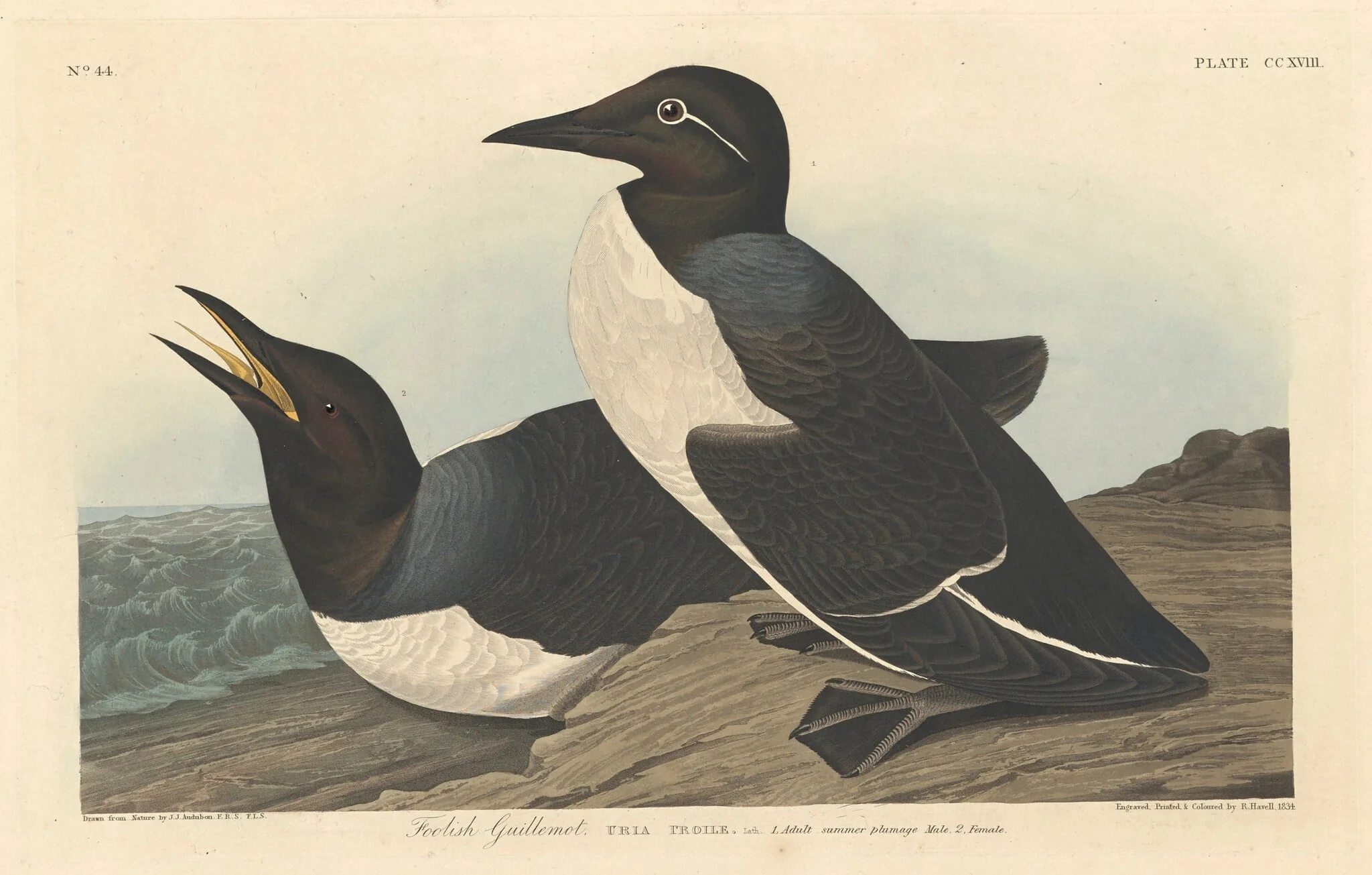 Foolish Guillemot, by Robert Havell Jr., ink, 1834