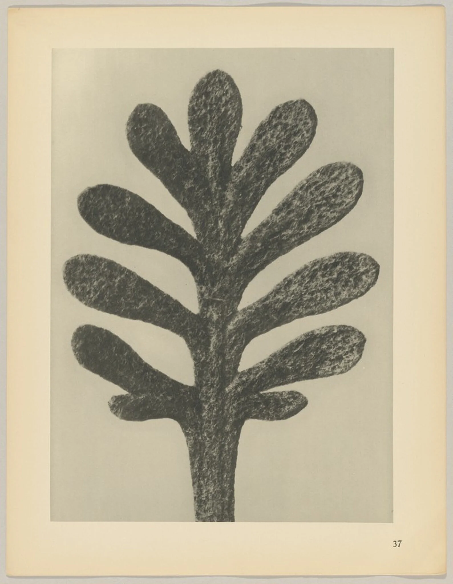 Achillea umbellata
