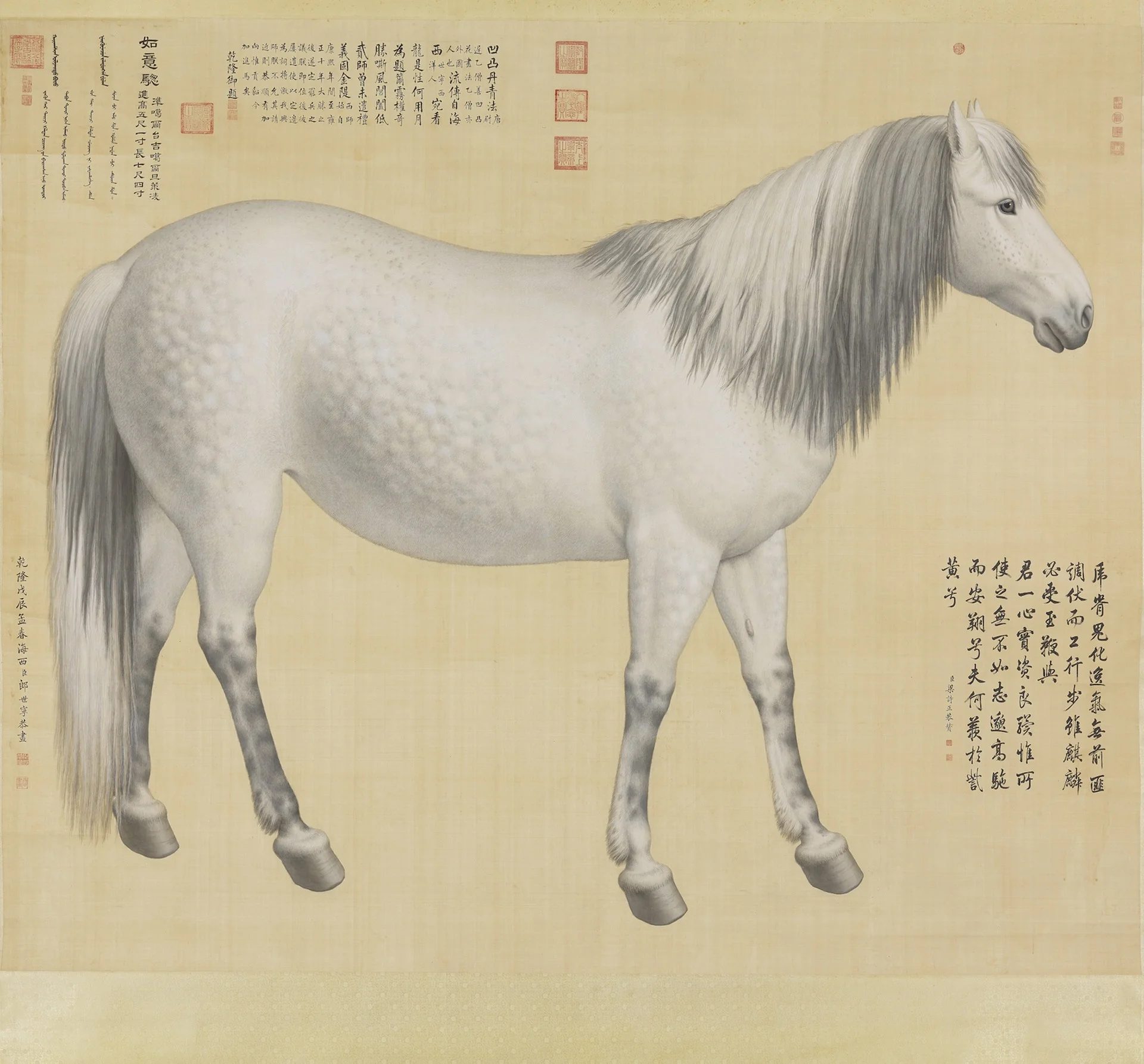 "As-You-Wish" Piebald