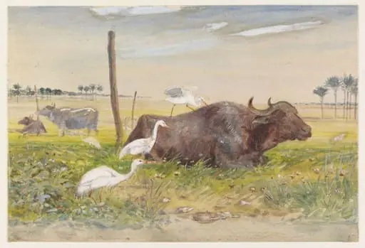 Cattle Egrets (Buff-backed Herons) with Egyptian Water-buffalo (Gamoose)