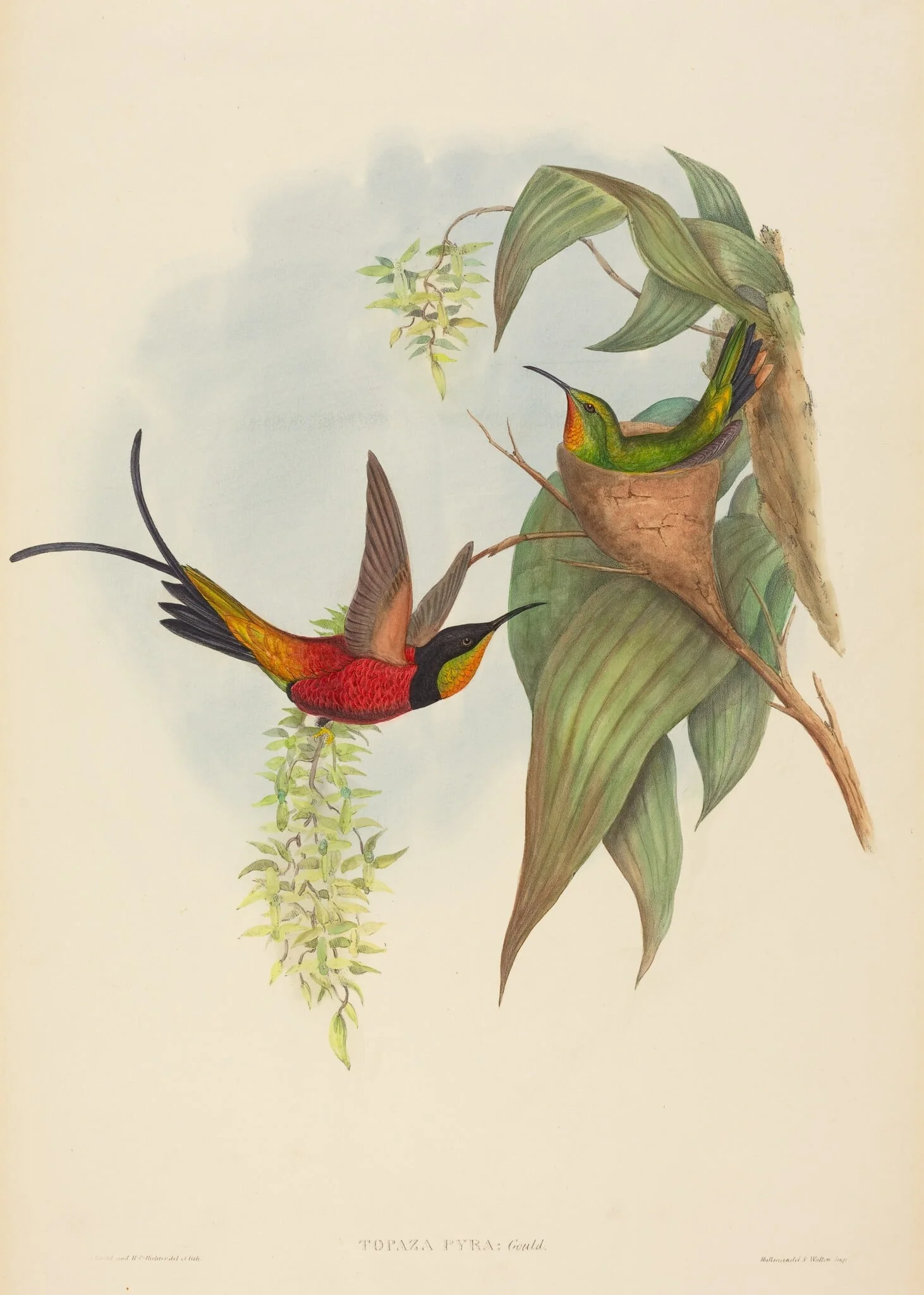 Topaza pyra (Fairy Topaz), by H.C. Richter, ink, 1842