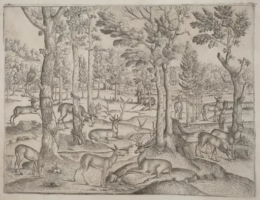 Deer in the Forest